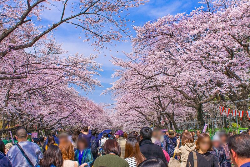 象山赏樱花活动